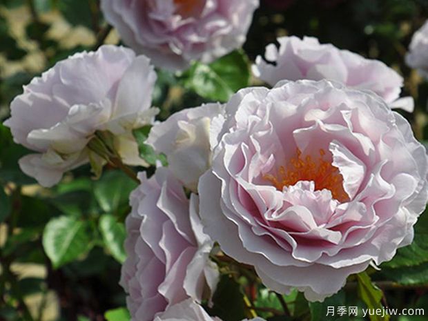 卡米尔月季(图3) 卡米尔月季(图3)