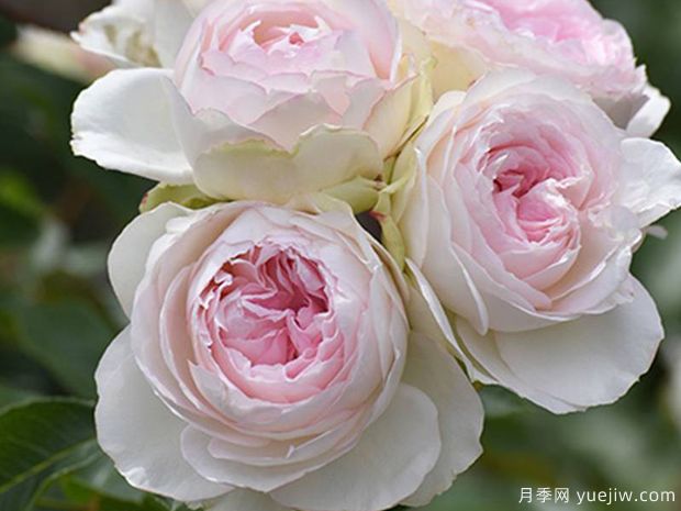 罗克珊月季(图2) 罗克珊月季(图2)