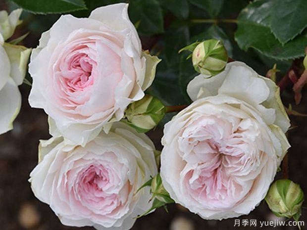 罗克珊月季(图3) 罗克珊月季(图3)