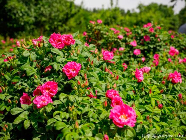 喀什月季市花文化和月季景观(图1)