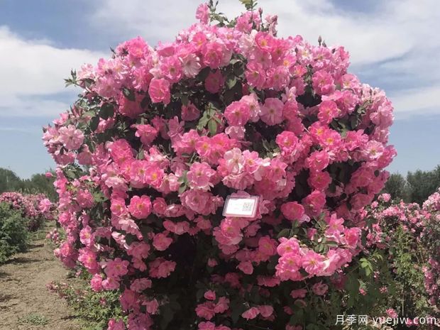 天山祥云月季(图3) 天山祥云月季(图3)