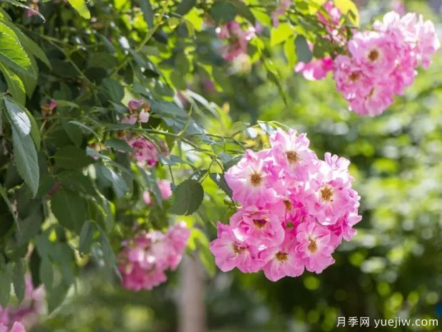 天山祥云月季(图5) 天山祥云月季(图5)