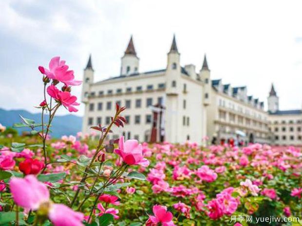 新余月季市花文化和月季景观(图2)