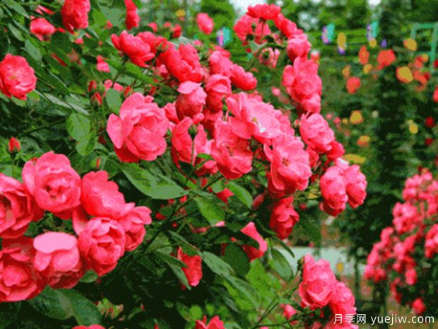 新余月季市花文化和月季景观(图3)