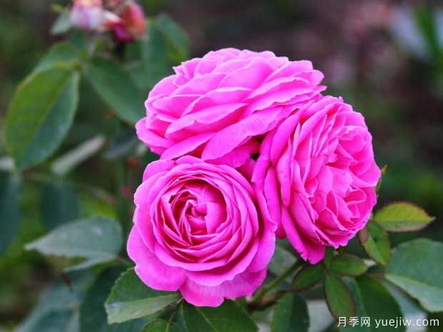 保定月季市花文化和月季景观(图1)