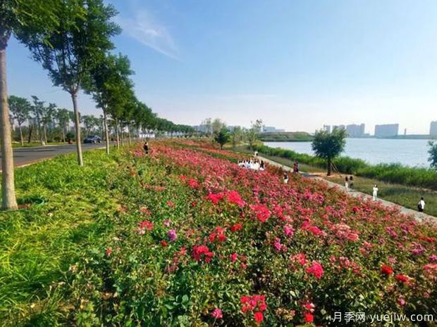 邯郸月季市花文化和月季景观(图2)