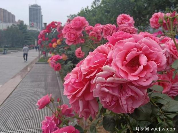 邯郸月季市花文化和月季景观(图1)