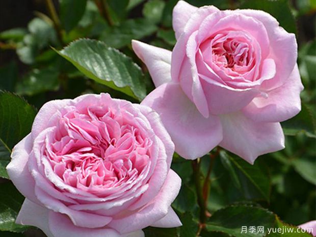玛丽伦诺克斯月季(图3) 玛丽伦诺克斯月季(图3)