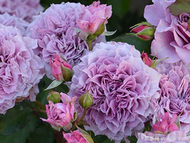 柯林克莱文月季(图3) 柯林克莱文月季(图3)