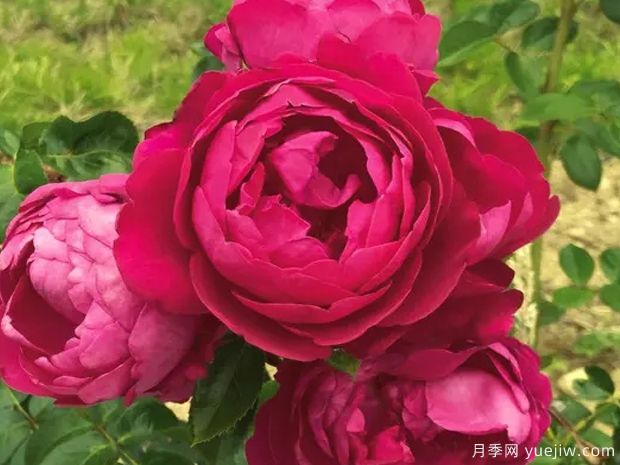 铃儿响叮当月季(图1) 铃儿响叮当月季(图1)