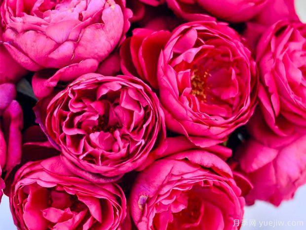 铃儿响叮当月季(图2) 铃儿响叮当月季(图2)