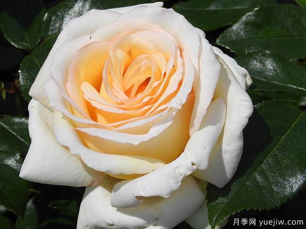 园艺必选,美艳芬芳的浓香月季品种大盘点(图2) 园艺必选,美艳芬芳的浓香月季品种大盘点(图2)