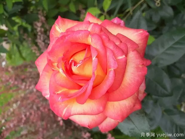 罗贝托阿拉尼亚月季/罗伯托阿兰尼亚月季(图1) 罗贝托阿拉尼亚月季/罗伯托阿兰尼亚月季(图1)