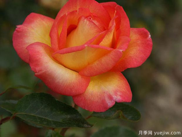 罗贝托阿拉尼亚月季/罗伯托阿兰尼亚月季(图2) 罗贝托阿拉尼亚月季/罗伯托阿兰尼亚月季(图2)