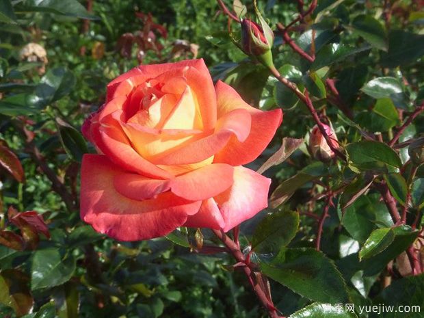 罗贝托阿拉尼亚月季/罗伯托阿兰尼亚月季(图3) 罗贝托阿拉尼亚月季/罗伯托阿兰尼亚月季(图3)