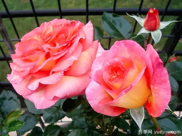 罗贝托阿拉尼亚月季/罗伯托阿兰尼亚月季(图4) 罗贝托阿拉尼亚月季/罗伯托阿兰尼亚月季(图4)