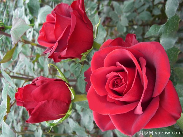 长久之爱月季/大类别月季(图1) 长久之爱月季/大类别/高贵(图1)