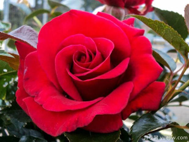 长久之爱月季/大类别月季(图3) 长久之爱月季/大类别/高贵(图3)