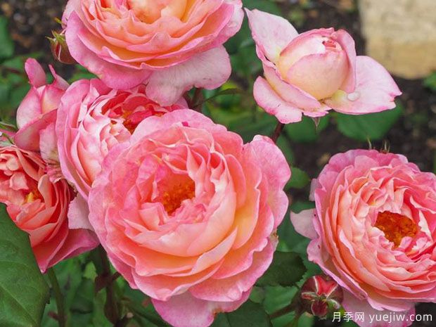 丝黛夫人月季/斯达尔夫人月季(图3)