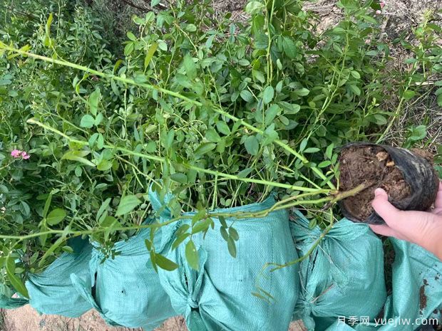 安吉拉月季盆栽苗,60厘米高基地发货(图2) 安吉拉月季盆栽苗,60厘米高基地发货(图2)