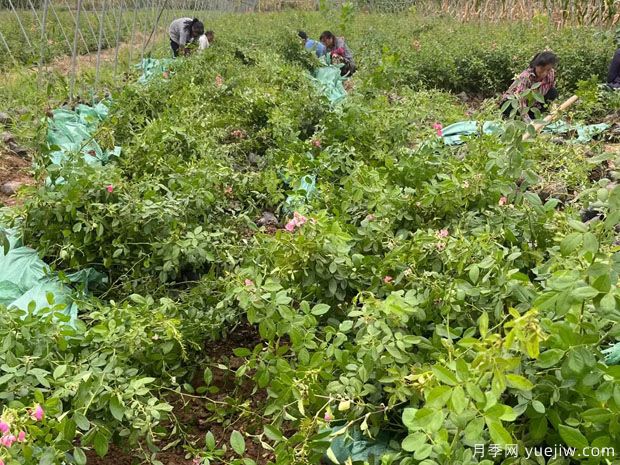 安吉拉月季盆栽苗,60厘米高基地发货(图4) 安吉拉月季盆栽苗,60厘米高基地发货(图4)