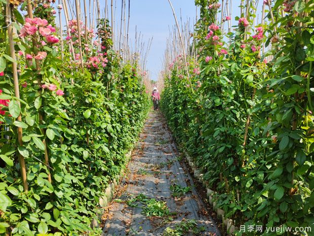 1.5米高藤本月季十多个品种进入秋季销售期(图1) 1.5米高藤本月季十多个品种进入秋季销售期(图1)