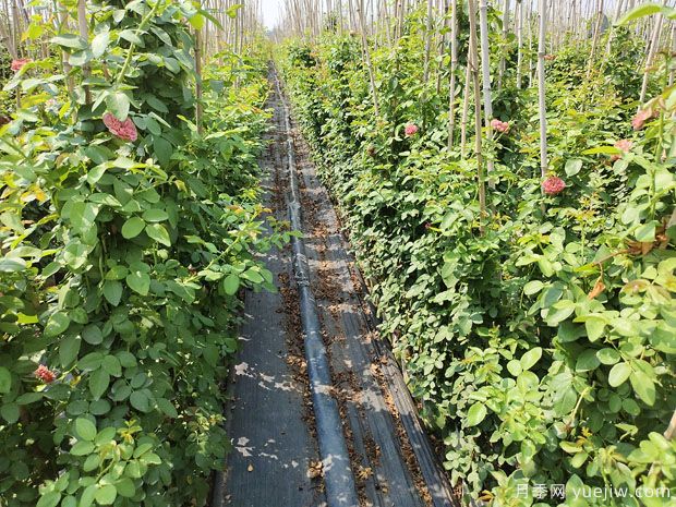 1.5米高藤本月季十多个品种进入秋季销售期(图2) 1.5米高藤本月季十多个品种进入秋季销售期(图2)