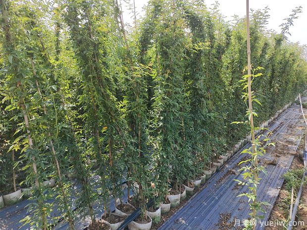 1.5米高藤本月季十多个品种进入秋季销售期(图4) 1.5米高藤本月季十多个品种进入秋季销售期(图4)