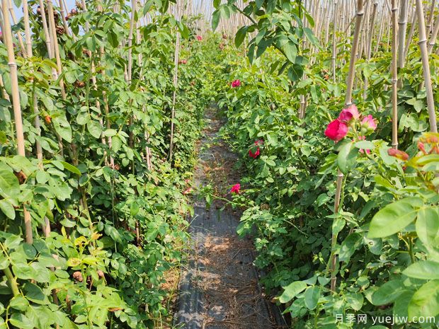 1.5米高藤本月季十多个品种进入秋季销售期(图5) 1.5米高藤本月季十多个品种进入秋季销售期(图5)