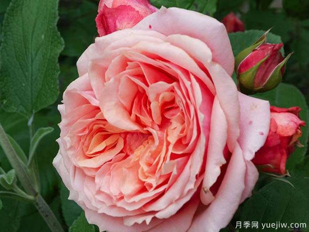 保罗博古斯月季(图1) 保罗博古斯月季(图1)