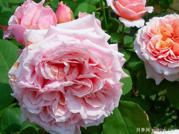 保罗博古斯月季(图3) 保罗博古斯月季(图3)