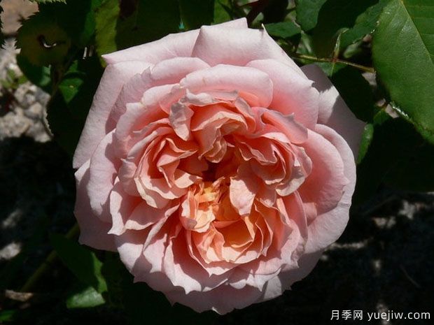 保罗博古斯月季(图4) 保罗博古斯月季(图4)