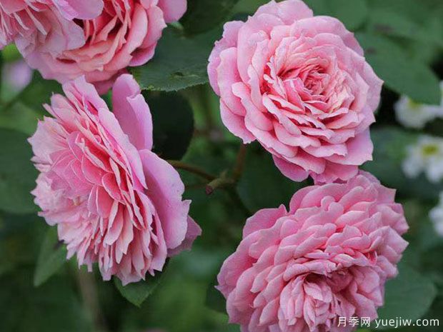 威廉克里斯蒂月季/威廉克里斯汀(图2)