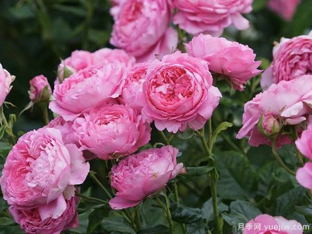 尚塔尔月季/尚塔尔梅里厄月季(图3) 尚塔尔月季/尚塔尔梅里厄月季(图3)