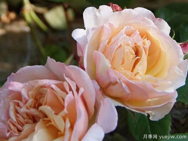 宝拉马萨德夫人月季/波勒马萨德夫人月季(图1) 宝拉马萨德夫人月季/波勒马萨德夫人(图1)