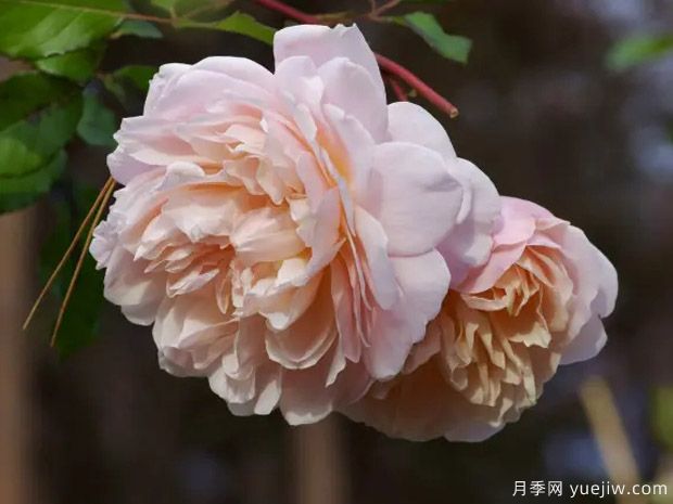 宝拉马萨德夫人月季/波勒马萨德夫人月季(图2) 宝拉马萨德夫人月季/波勒马萨德夫人(图2)