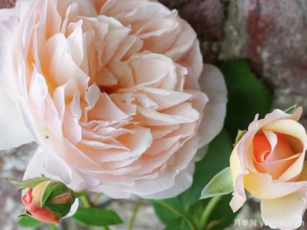 宝拉马萨德夫人月季/波勒马萨德夫人月季(图3) 宝拉马萨德夫人月季/波勒马萨德夫人(图3)