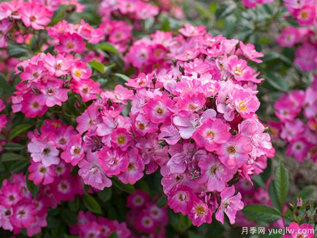 罗宾汉月季(图1) 罗宾汉月季(图1)