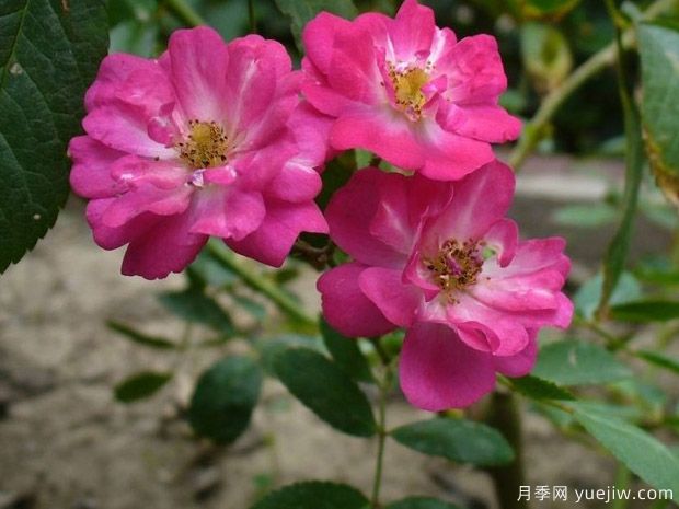 罗宾汉月季(图2) 罗宾汉月季(图2)