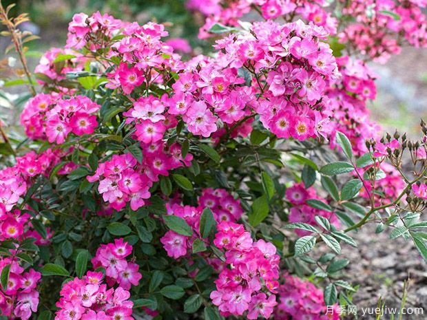 罗宾汉月季(图3) 罗宾汉月季(图3)