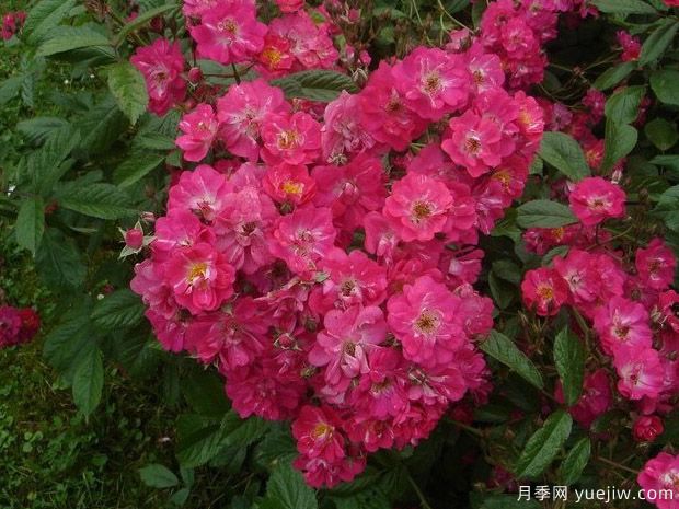 罗宾汉月季(图4) 罗宾汉月季(图4)