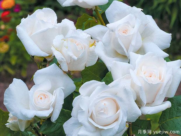 冰峰月季/安纳普尔纳峰月季(图1) 冰峰月季/安纳普尔纳峰月季(图1)