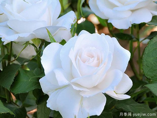 冰峰月季/安纳普尔纳峰月季(图2) 冰峰月季/安纳普尔纳峰月季(图2)