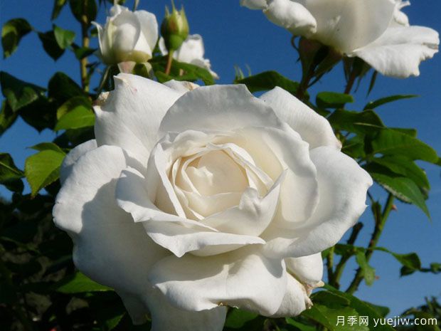 冰峰月季/安纳普尔纳峰月季(图4) 冰峰月季/安纳普尔纳峰月季(图4)