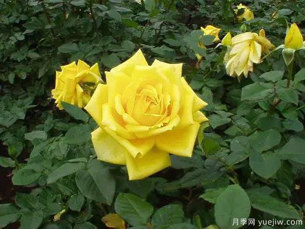 秋月月季(日本)(图1) 秋月月季(日本)(图1)