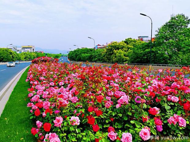 义乌月季市花文化和景观(图2) 义乌月季市花文化和月季景观(图2)