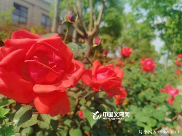 市花月季相继绽放 义乌美丽春天花香满城(图1) 市花月季相继绽放 义乌美丽春天花香满城(图1)