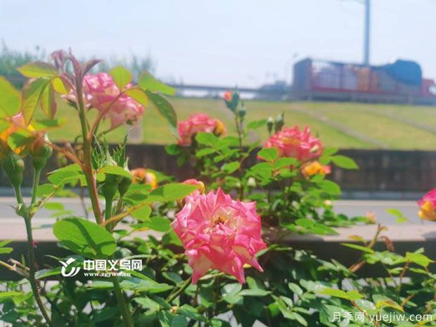 市花月季相继绽放 义乌美丽春天花香满城(图3) 市花月季相继绽放 义乌美丽春天花香满城(图3)