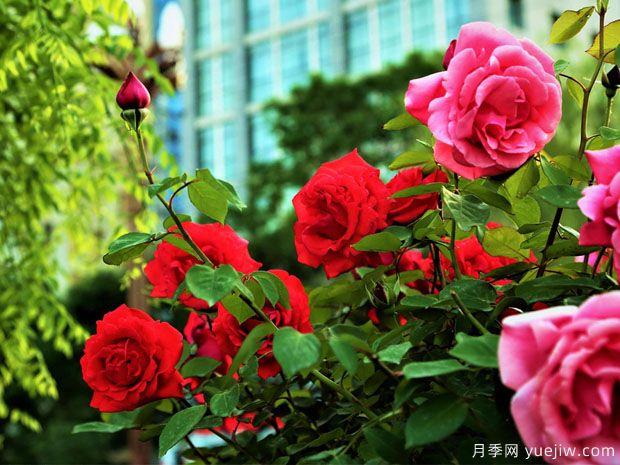 天水月季市花文化和景观图集(图3) 天水月季市花文化和月季景观(图3)