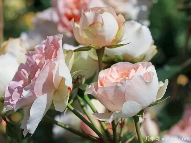 马蒂亚斯克劳迪斯月季(图3)